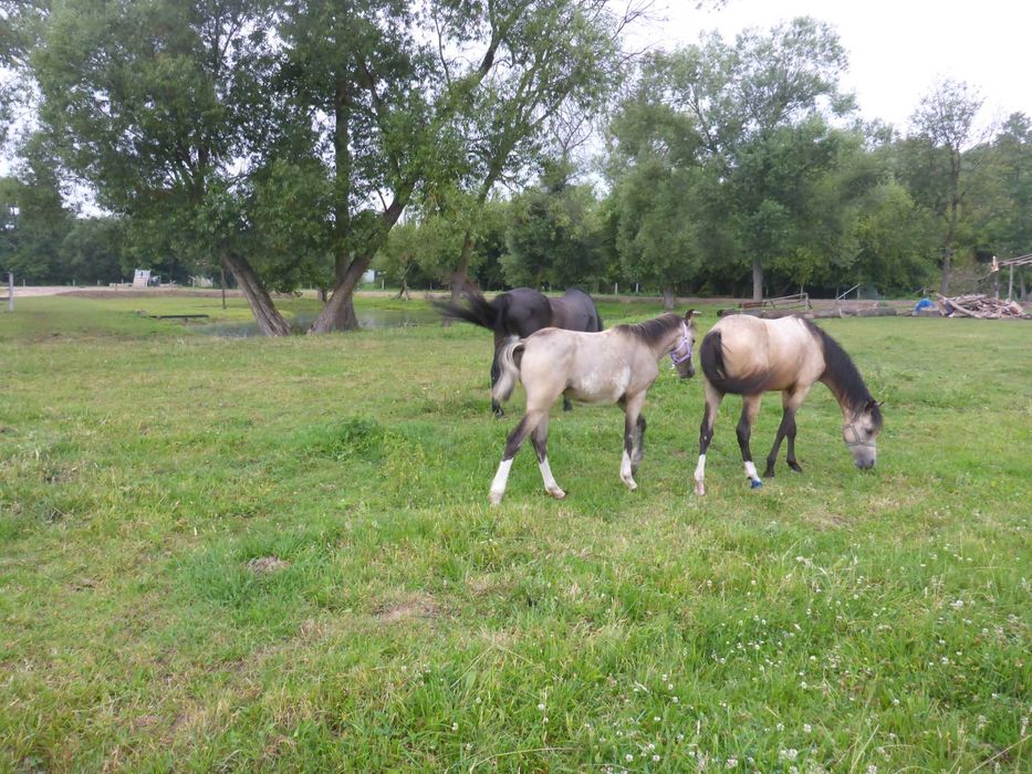 kuc walijski _ welsh pony COB _ 2 klaczki siostry jelenie buckskin