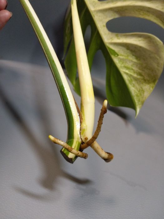 Monstera mint szczyt