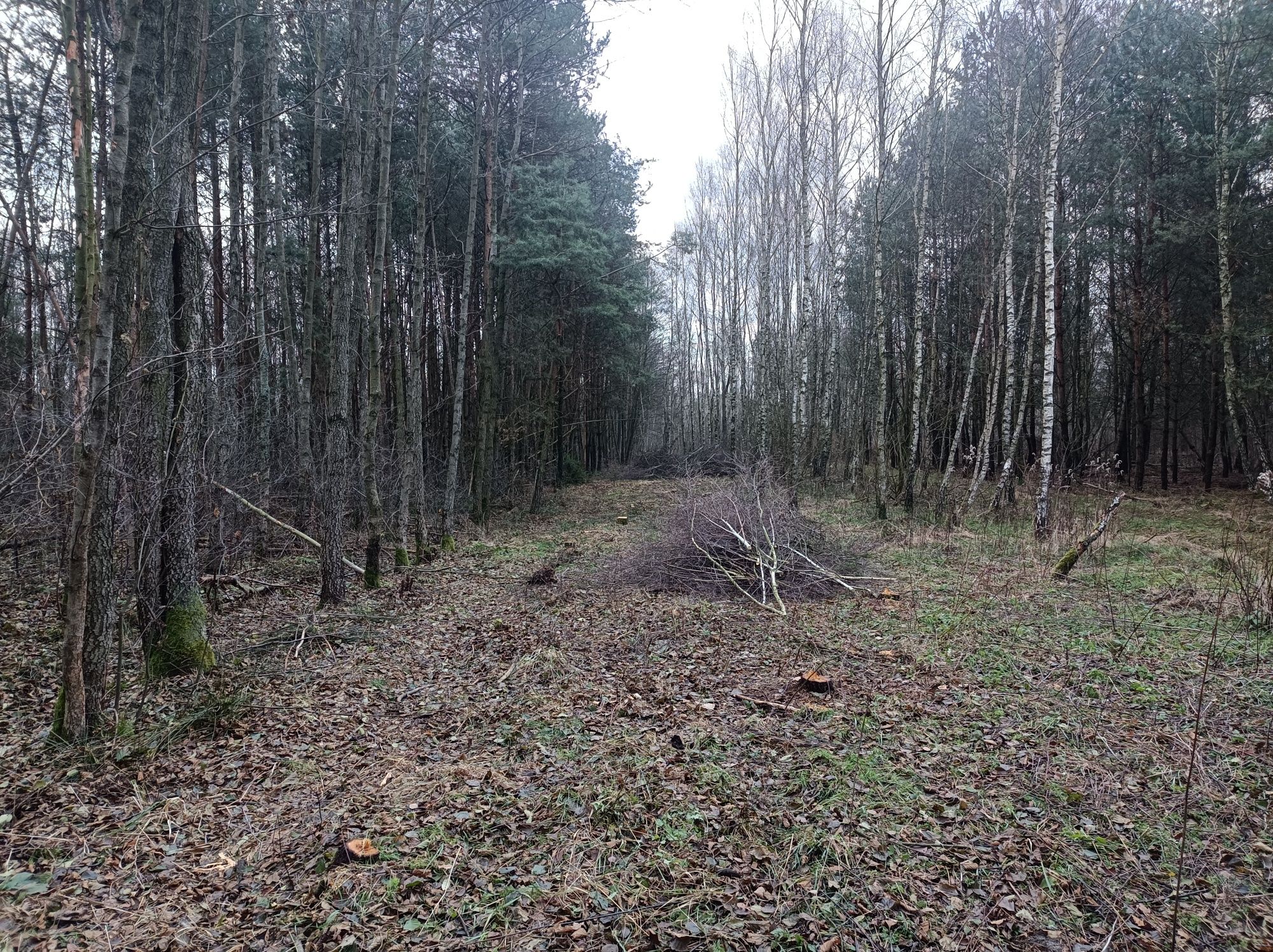 Wycinka drzew łatwych i trudnych