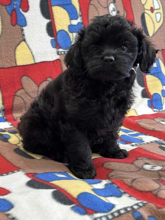 Shihpoo-Pudel Toy /badania gen -Suczka
