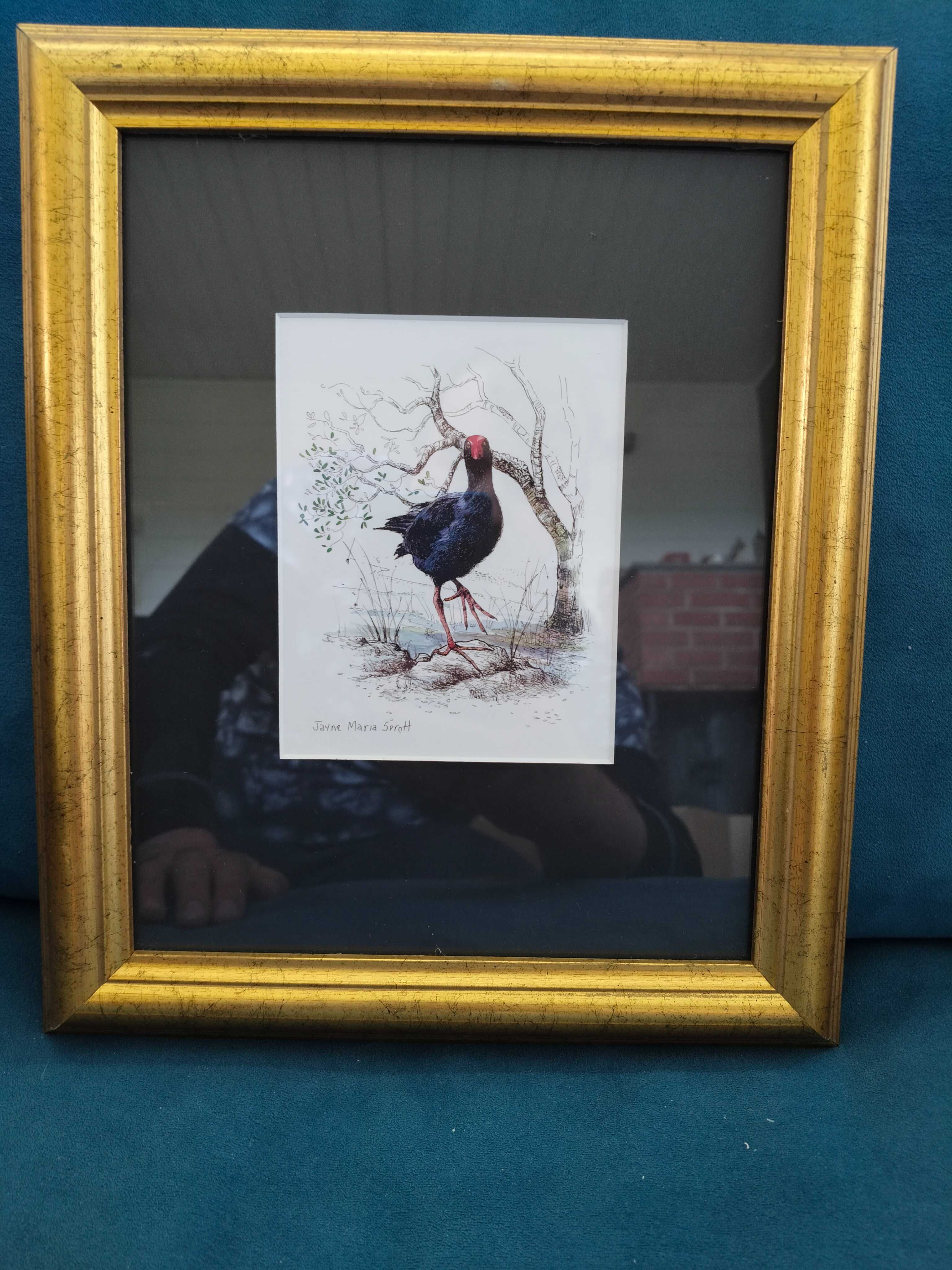 Ręcznie malowany ptak z Nowej Zelandii, Pukeko w ramie sygnowa