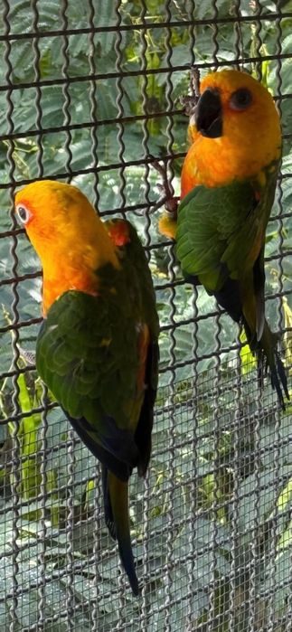 Ring Neck e Aratingas