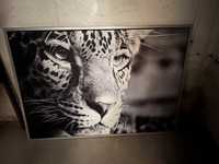 Duzy obraz Gepard