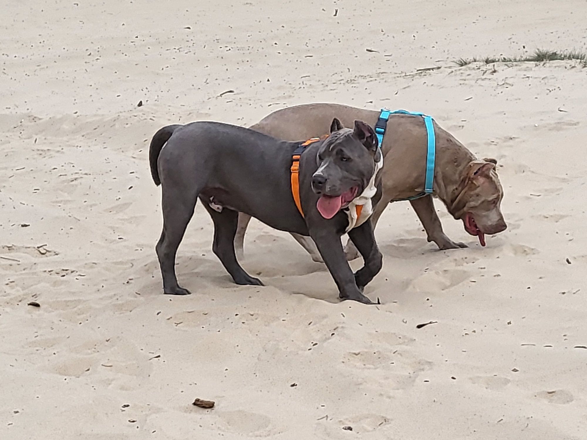 American Bully XXL Pit Bull