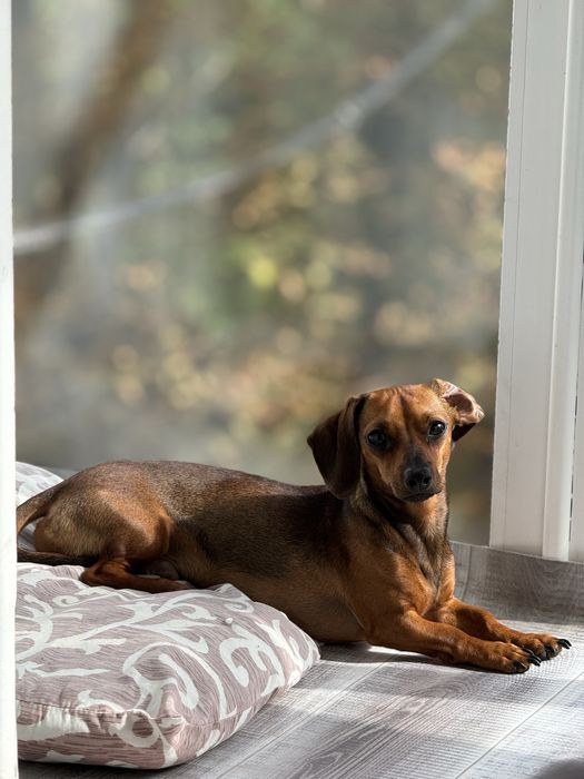 Вязка мини таксы (кобель).