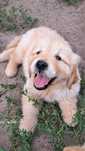 Golden Retriever - ciemno - złoty szczeniak - suczka