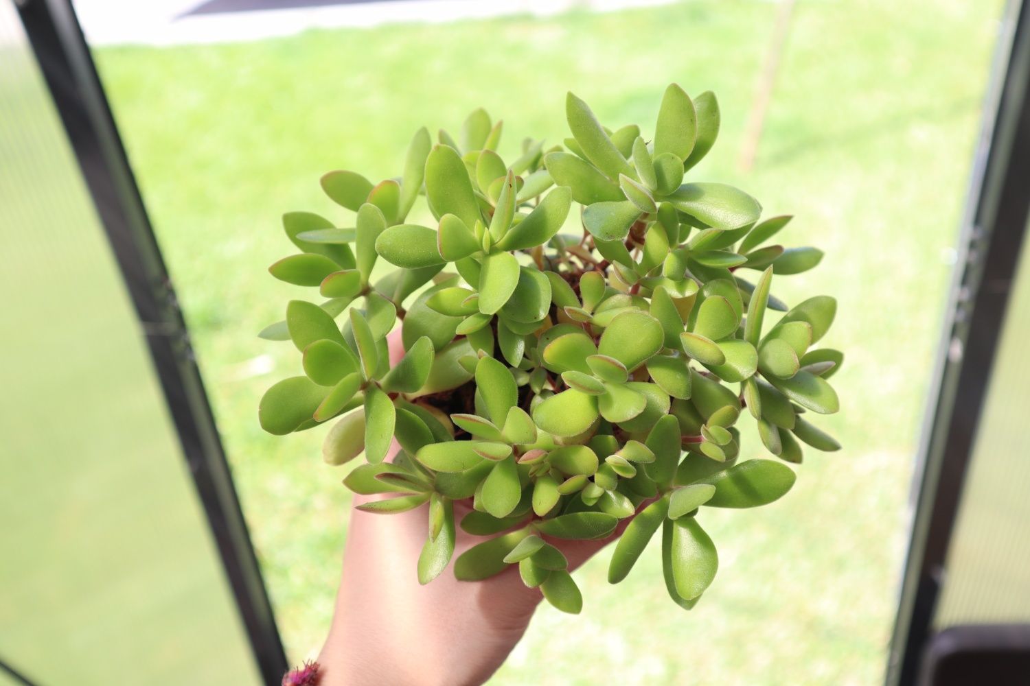 Suculenta real - Crassula Dejeta