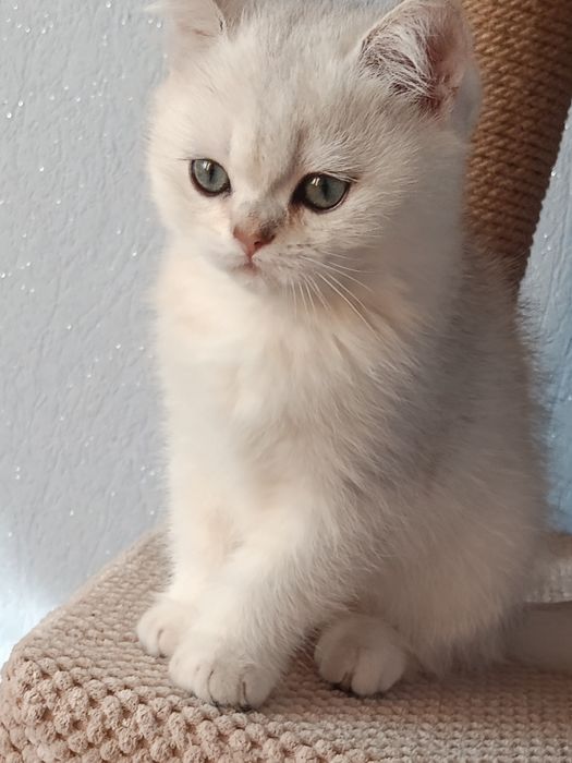 Плюшеве кошенятко