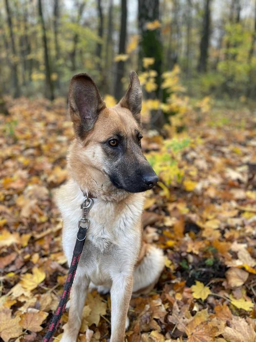 owczarek mix Żaluzja   szuka domu schronisko Zgierz-aktualne