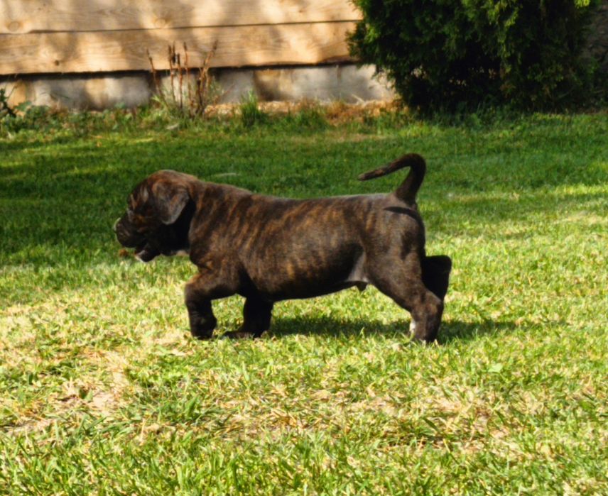 Szczeniaki bandog - cane corso dog argentyński mastino presa tosa