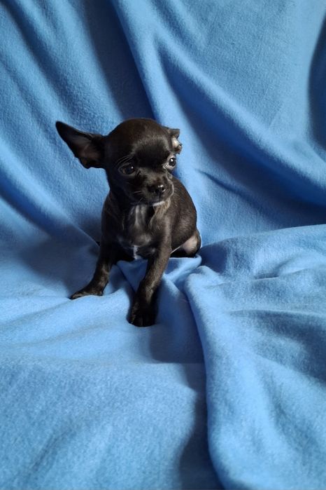 Słodziak piesek Chihuahua