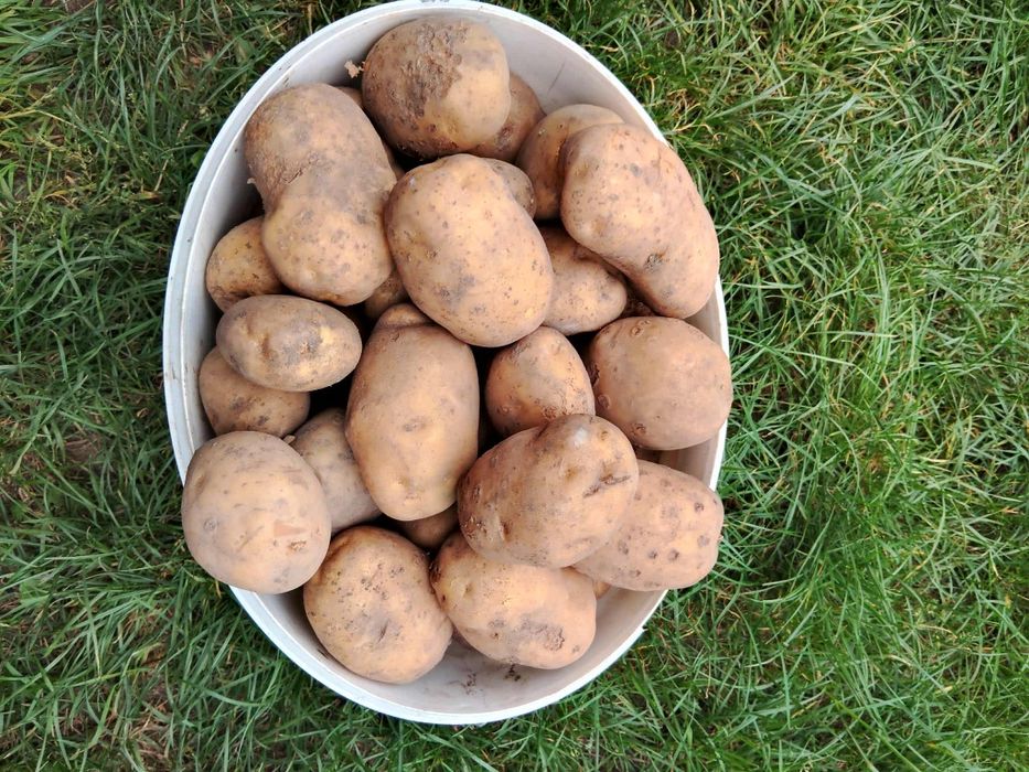 Ziemniaki Denar 1zl za 1kg