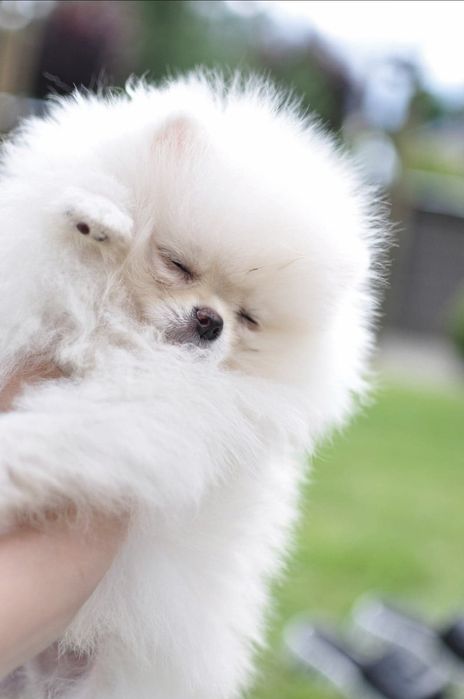 Pomeranian chłopak fci