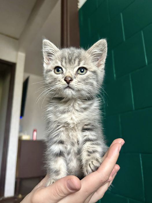 Кошеня в добрі руки, котенок бесплатно, котик даром, киценя, котенок