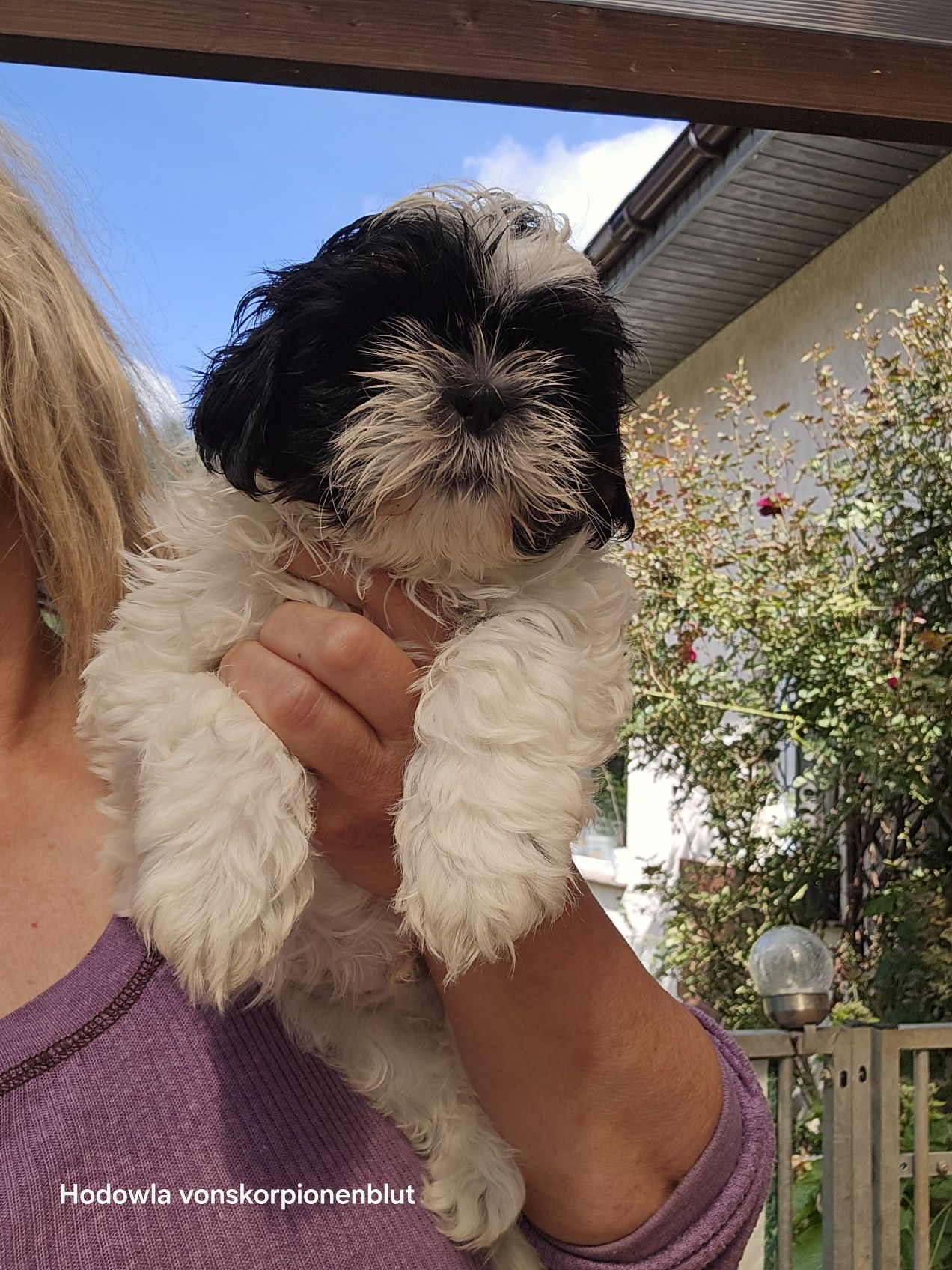 SHIH TZU SUCZKA bialo czarna trikolorowa