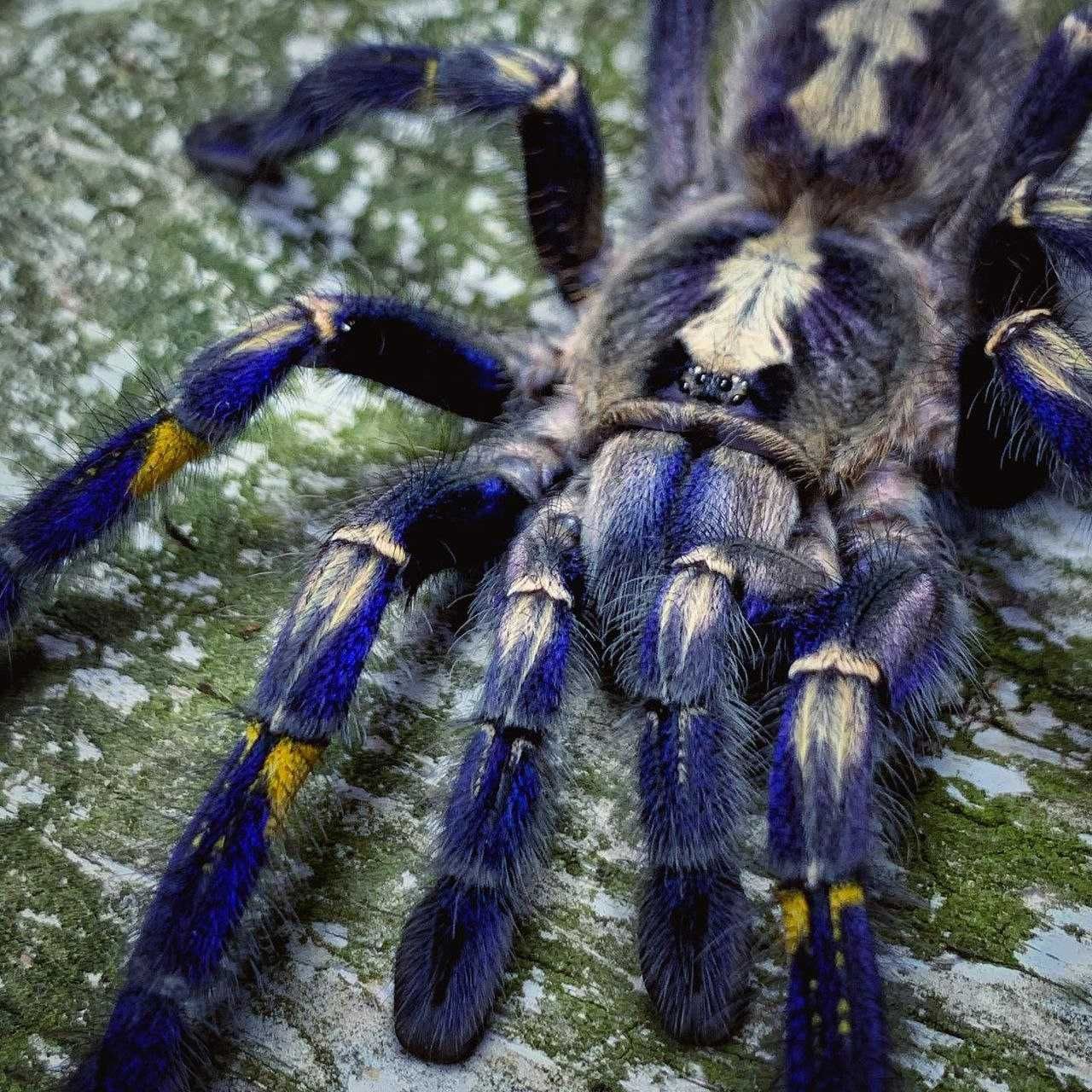 Poecilotheria metallica самка взрослая Adult паука птицееда