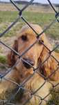 Zaginął pies rasy Cocer Spaniel