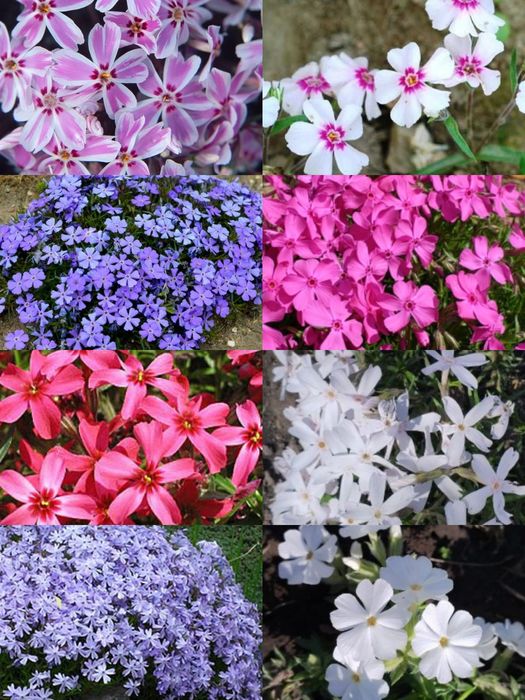 Шиловидні флокси,грунтопокривні