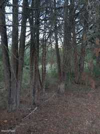 Terreno rústico com 3,3 ha com árvores de fruto no Casalinho - Olaia