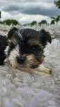 Suczka Yorkshire Terrier Biewer