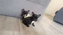 Buldog Francuski