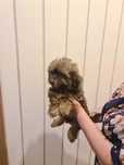 Piesek Shih tzu Camel. Już do odbioru