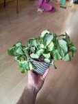 Epipremnum Happy Leaf
