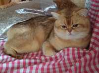 Золотая шиншила кот на вязку