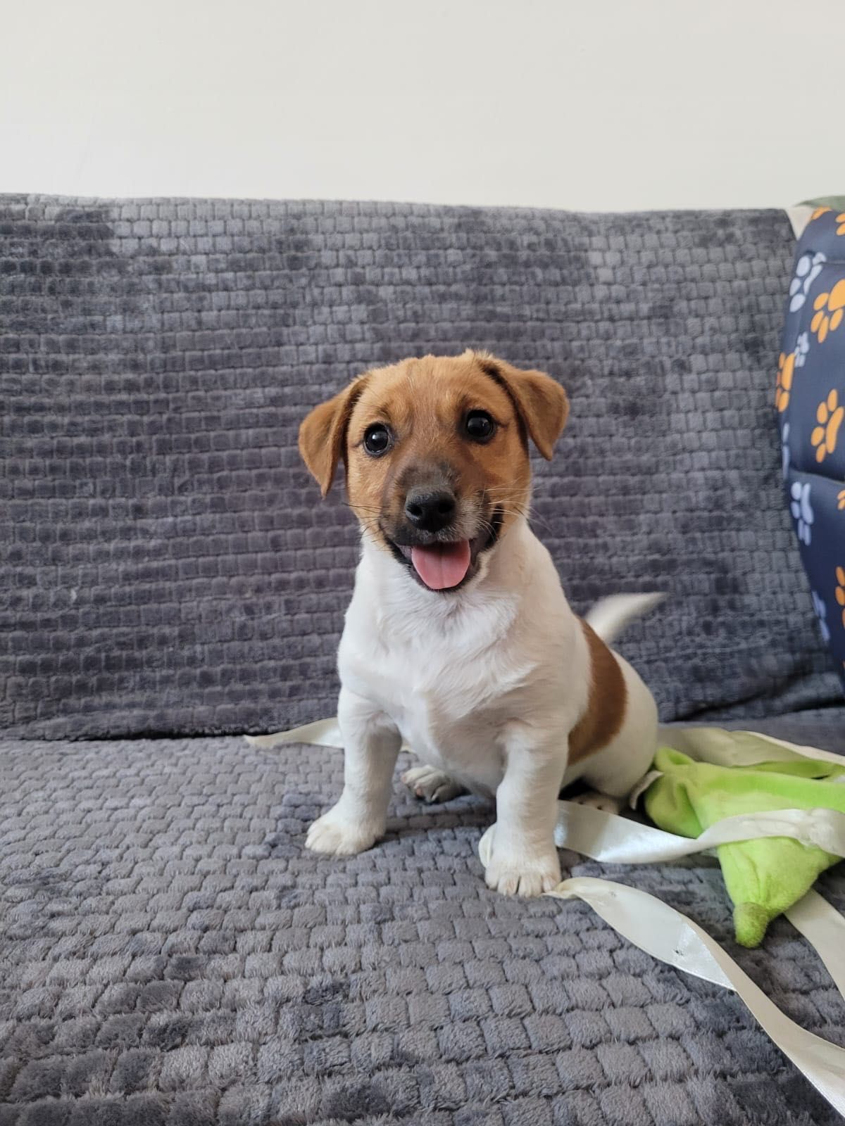 Jack Russell Terrier piesek Axel