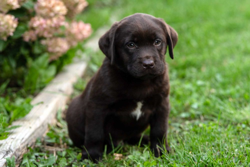 Labrador retriever FCI