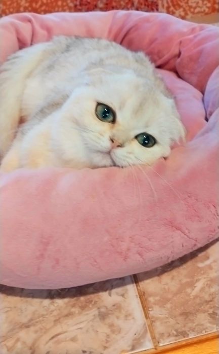 Очаровашка девочка Серебристая шиншилла