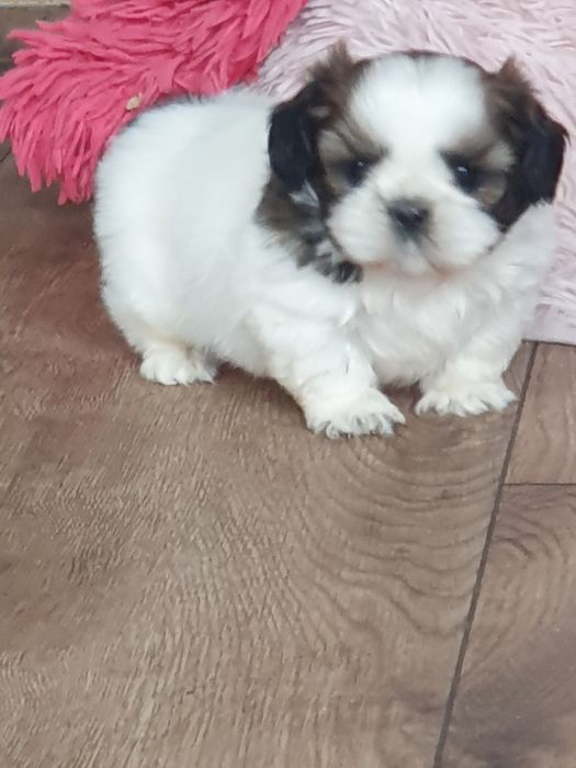 Shih tzu ,/Cudowny chlopczyk