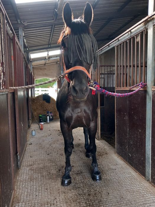 Klacz Śląska z licencją