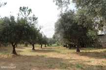 Terreno  para venda