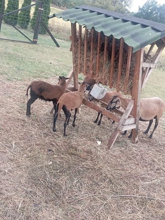 Owieczki kamerunkie ..