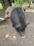 Vendo 2 porcas Vietnamitas