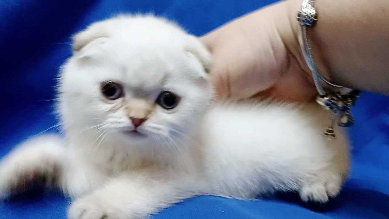 Scottish Fold , неймовірно ніжні маленькі гарнюні. Продаж.