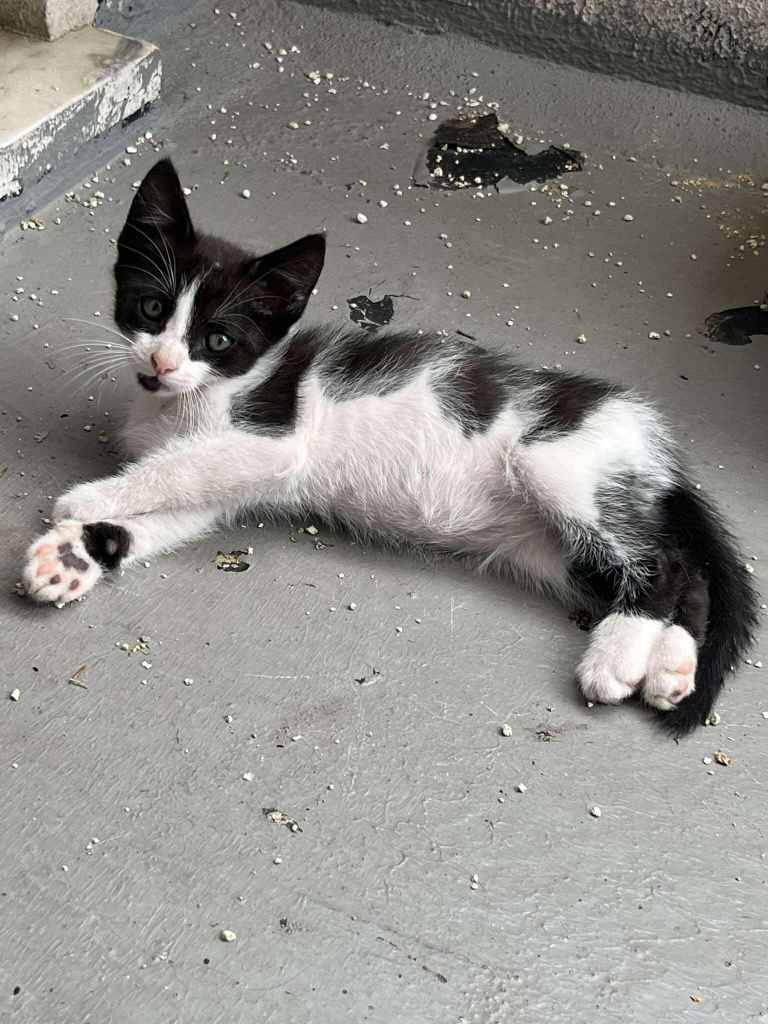 Gatinhas com 2 meses para adoção responsável