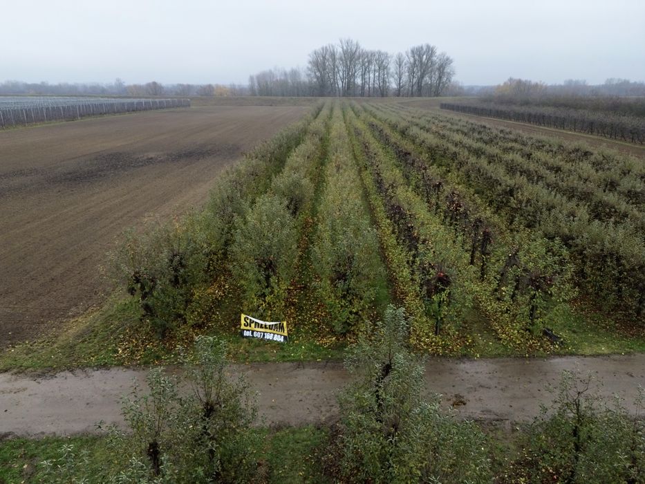 Sprzedam sad,  Ostrołęka