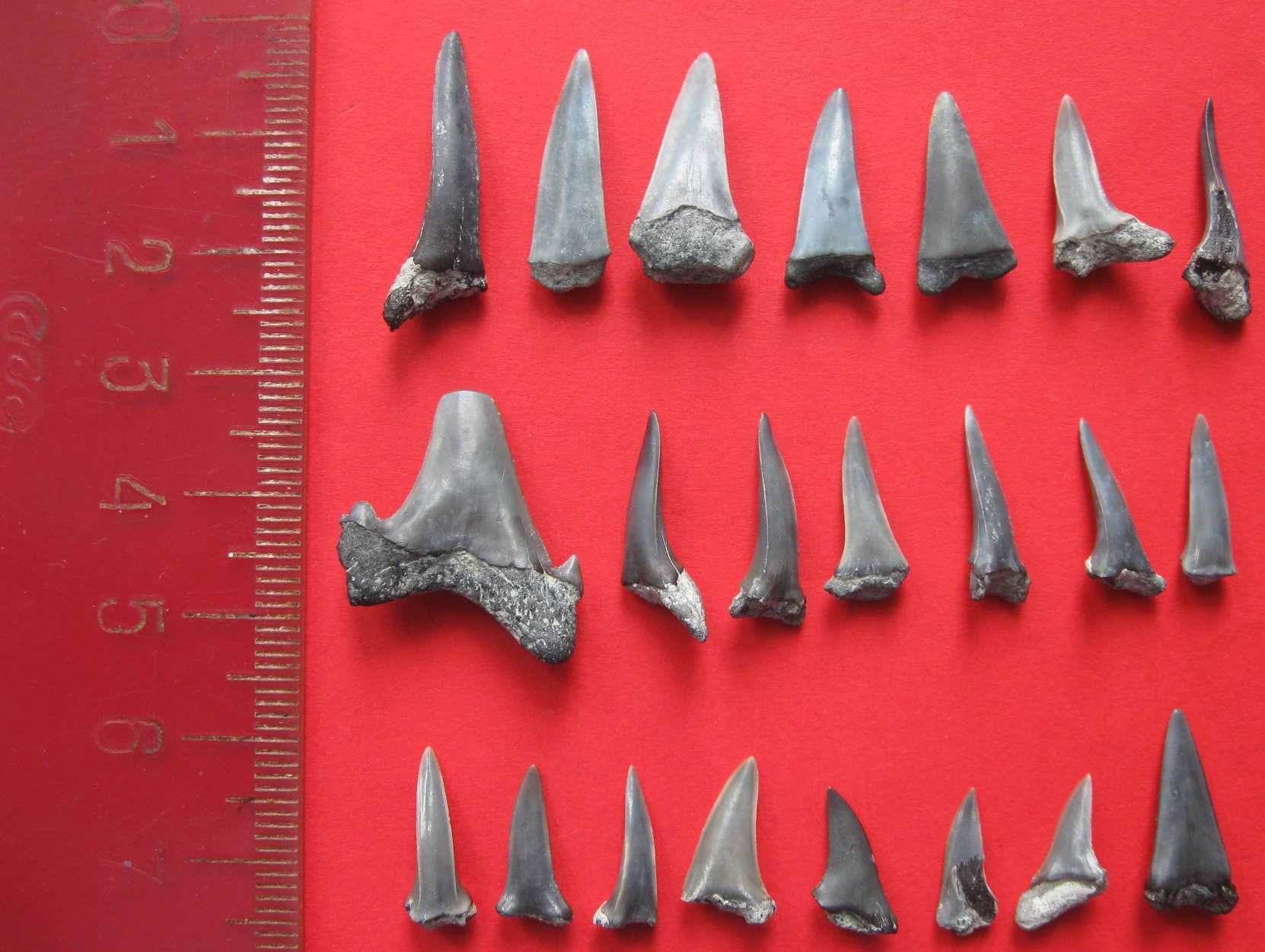 Зубы ископаемых акул - 22 шт.