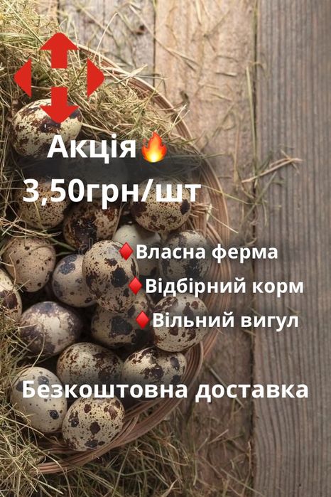 У продажу перепелині яйця. Ціна 3,50грн/штука. Безкоштовна доставка
