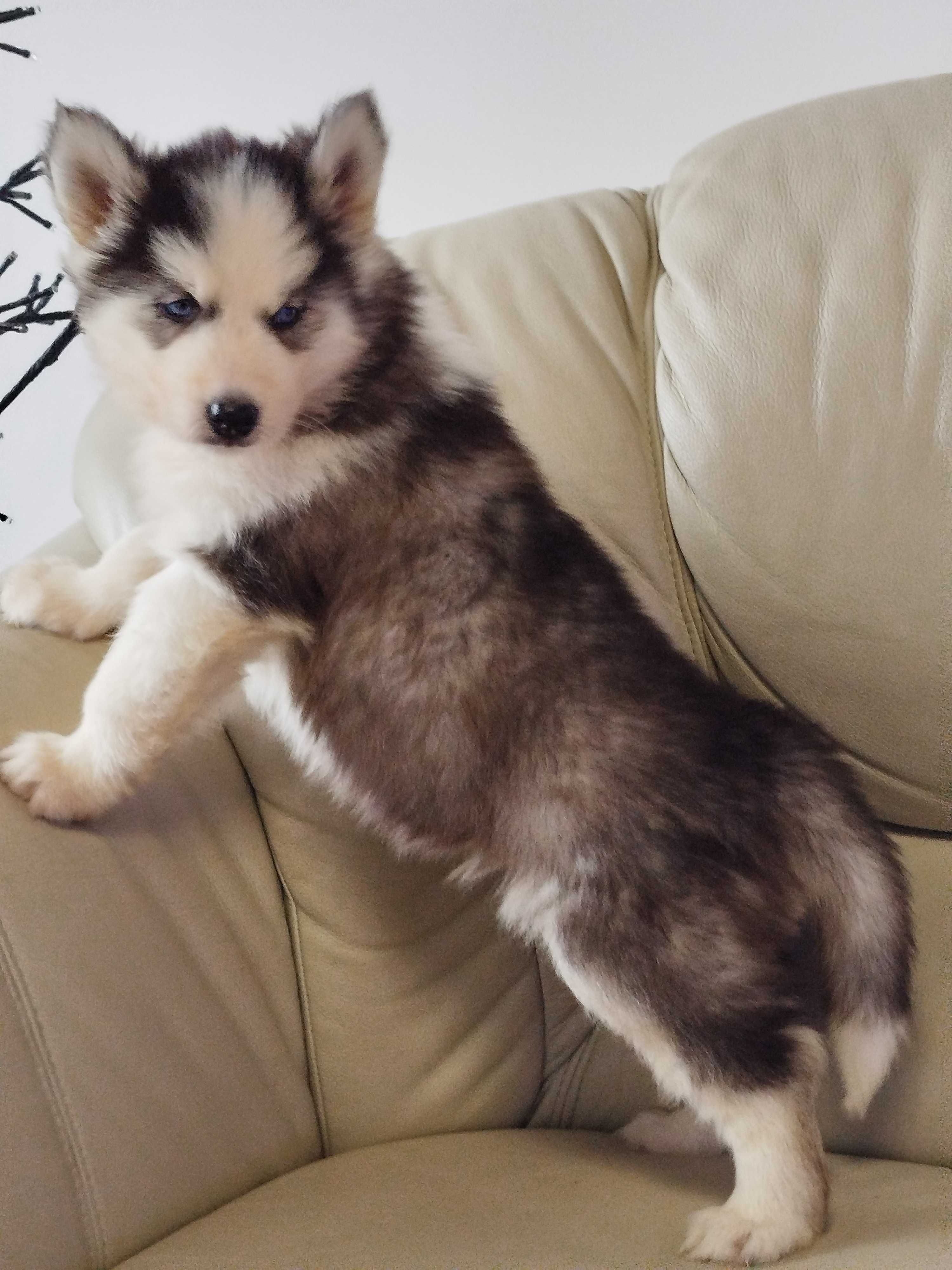 Siberian Husky piesek tel.-5.7.5.3.0.2.0.3.9.