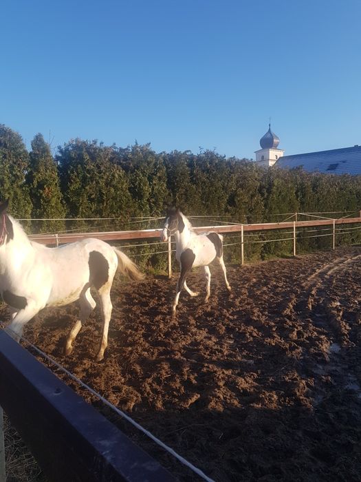 Para źrebiąt - ogierki, ogier