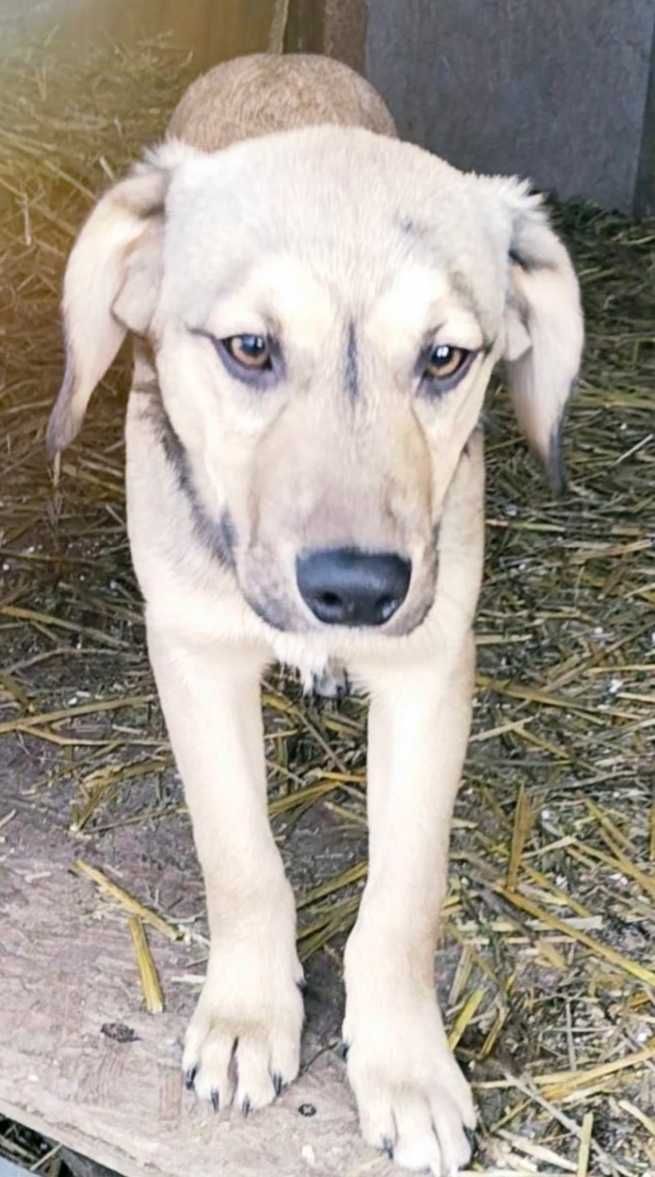 Віддам у самі люблячі руки