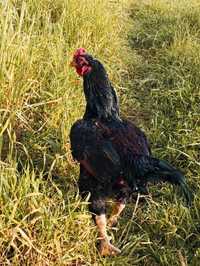 Ovos galados de galinha de raça  Cornish e  Andaluza surenha morucha