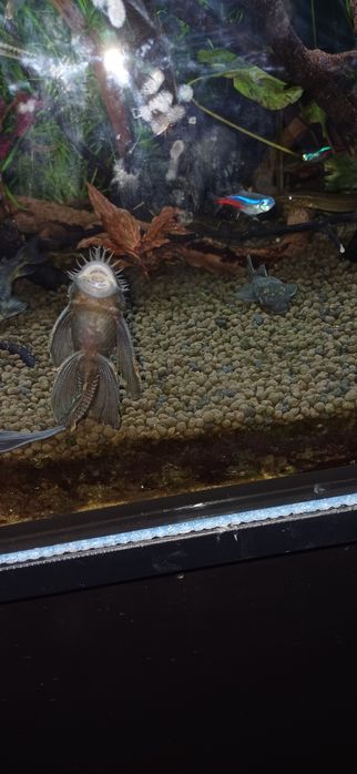 Zbrojnik green dragon long fin