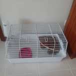 Vende-se Gaiola Roedor