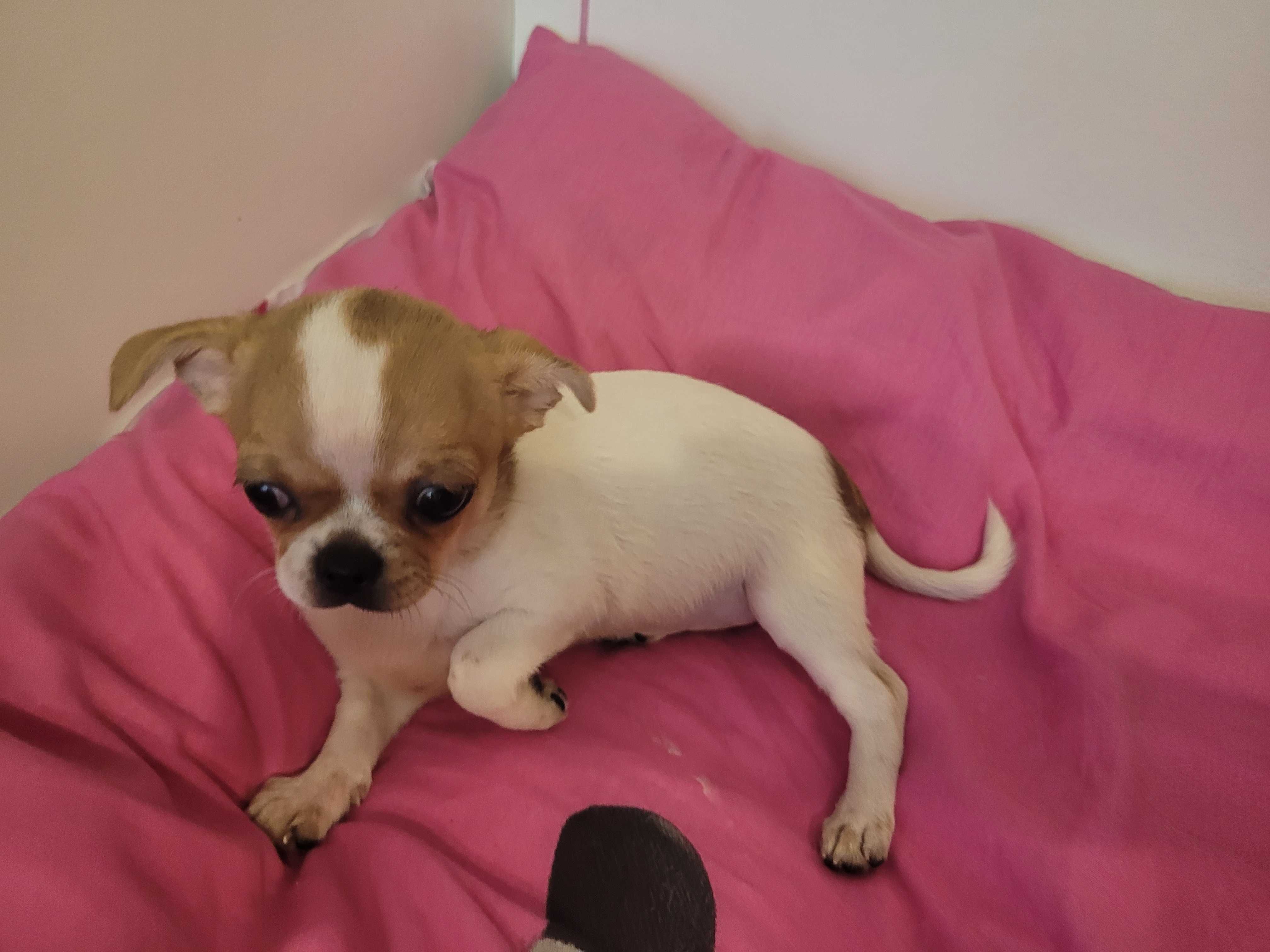 Kapitalnej budowy miniaturka Chihuahua