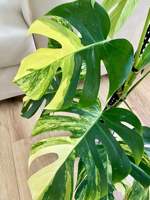 Monstera marmorata aurea