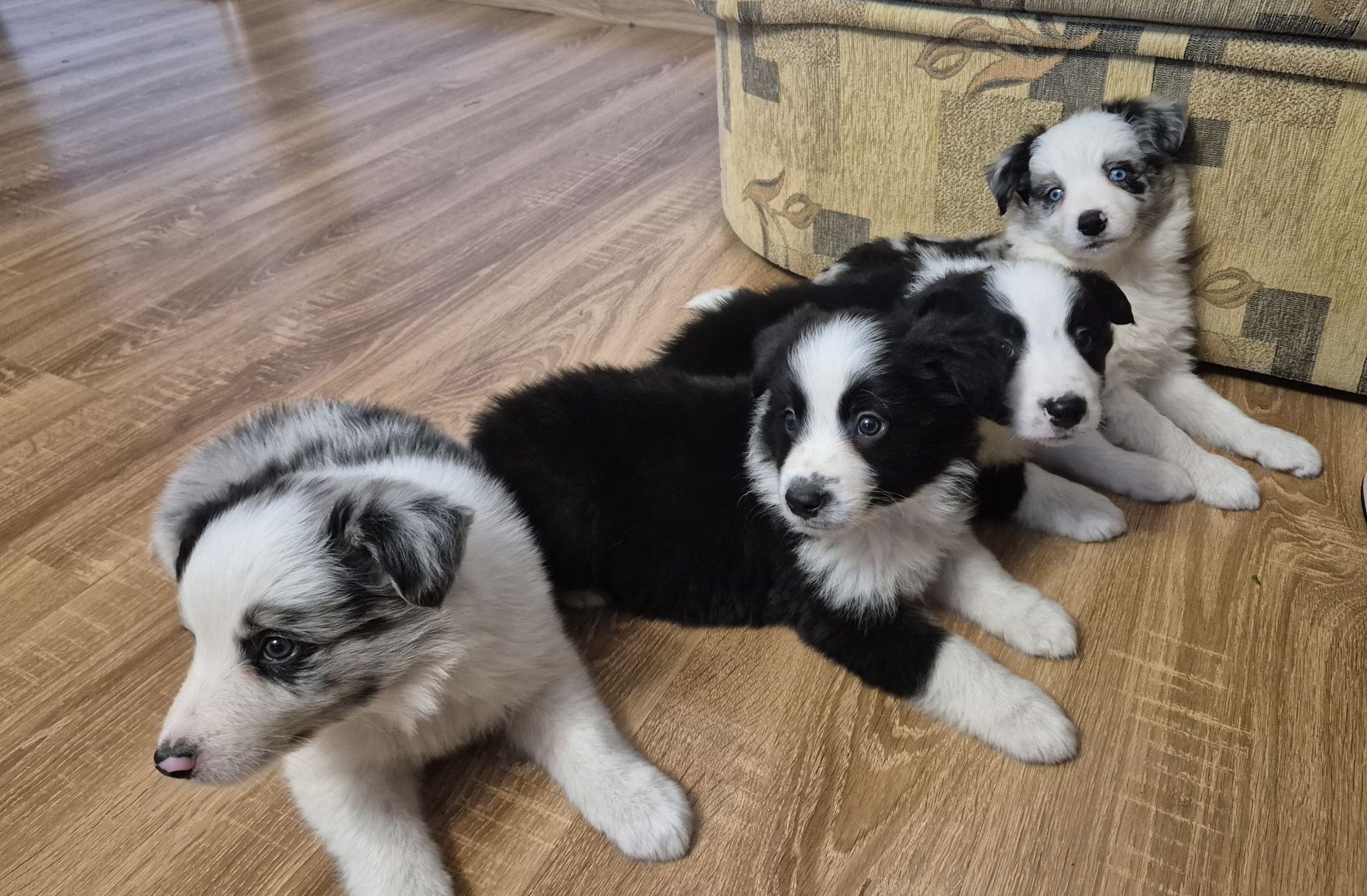 Piesek Border Collie